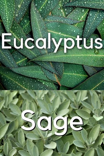Photos comparing eucalyptus plant to sage plant