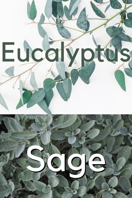 Photos comparing Eucalyptus plant to sage plant