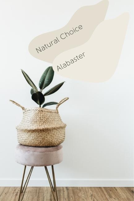 Alabaster vs Natural choice swatches over a picture of a white room with a plant in a basket on a stand.