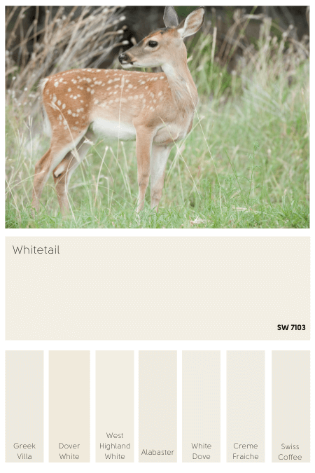 Sherwin Williams whitetail swatched below a photo of a young deer and above several other white paints colors.