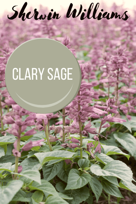 Clary sage swatch over a background of Clary Sage