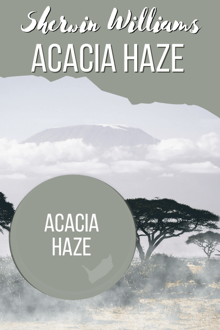 Acacia Haze paint drop over a picture of Acacia Trees in a foggy field