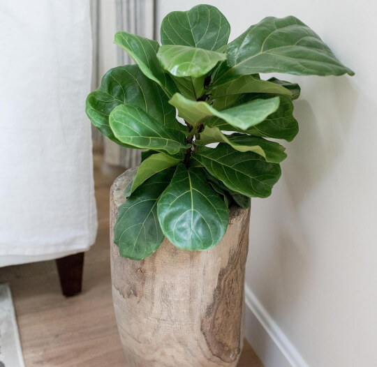 Dove Wing wall behind a fiddle leaf fig with white trim