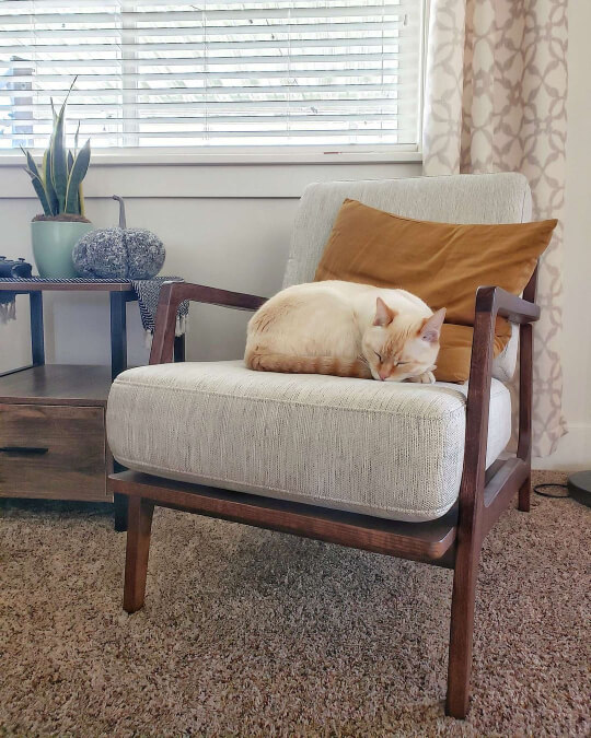 Oyster White on a wall beneath a window in a living room behind a Mid century wood chair with a white seat cushion and a siamese cat curled up on it.