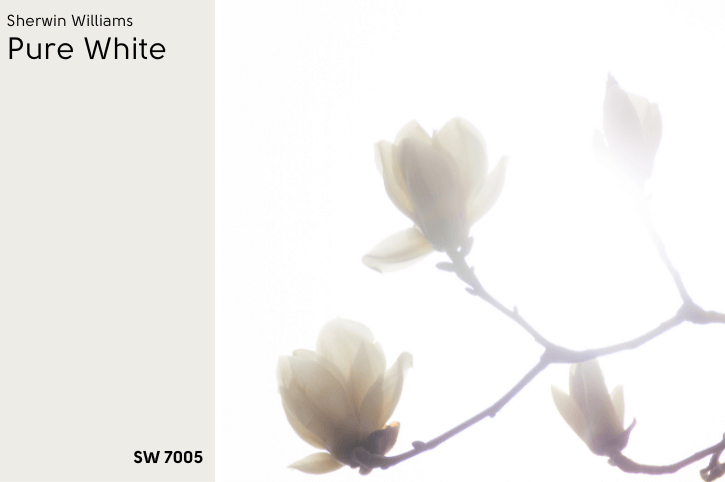 Pure White swatched beside some white flowers over a foggy white background.