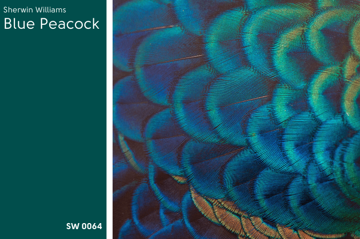 Sherwin Williams Blue Peacock Swatch beside a photo of a closeup of peacock feathers