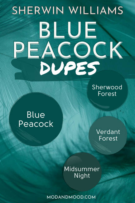 Sherwin Williams Blue Peacock dupes include Midsummer Night, Sherwood Forest, and Verdant Forest over a background of teal colored feathers