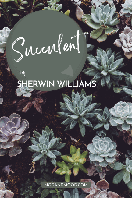 Sherwin Williams Succulent swatched over a bed of colorful succulents