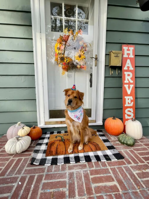 Sherwin Williams Succulent siding with a white front door decorated for fall with a golden pupper celebrating it's birthday with a tiny hat
