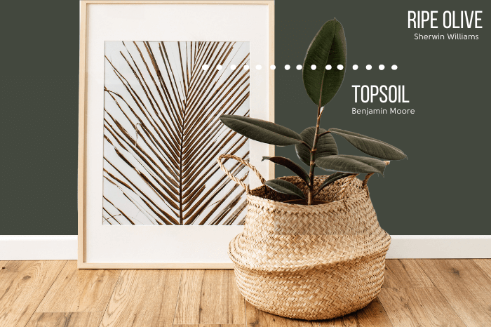 Ripe Olive on part of a wall with Benjamin Moore Topsoil below it. A plant sits in front of the wall in a woven basket and a white framed photo of a palm leaf sits beside it.