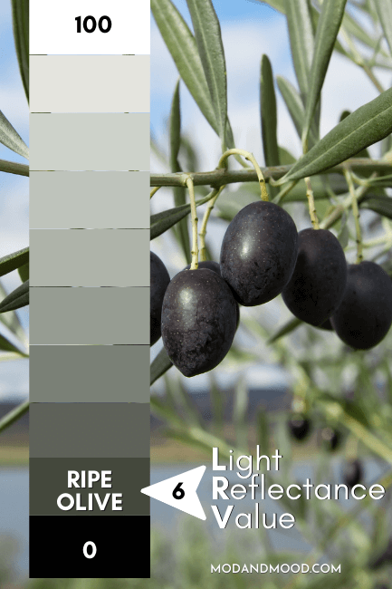 Ripe Olive plotted at 6 on an LRV chart from 0 (true black) to 100 (pure white) Over a background of black olives hanging on an olive tree.