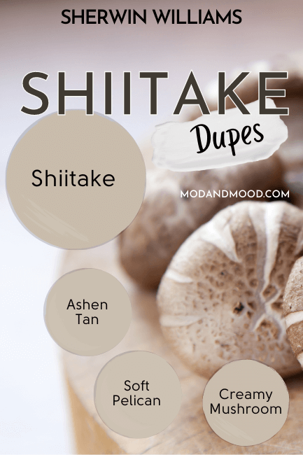 Sherwin Williams Shiitake paint dot, with paint dots of dupes Ashen Tan, Soft Pelican, and Creamy Mushroom over a background of mushrooms in a wood dish.