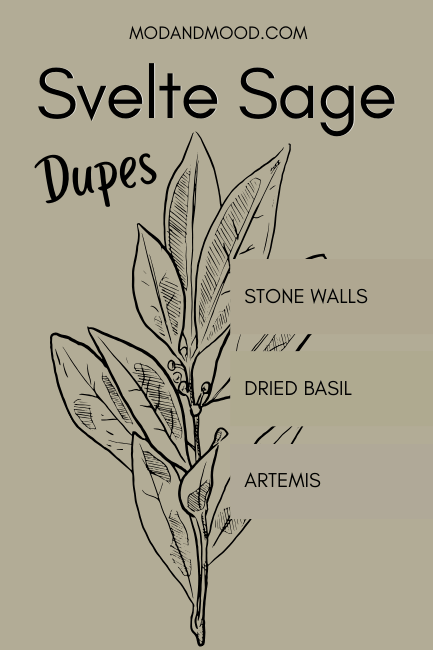 Background of Sherwin Williams Svelte Sage with swatches of dupes Stone Walls, Dried Basil, and Artemis, over a sketch of sage leaves.