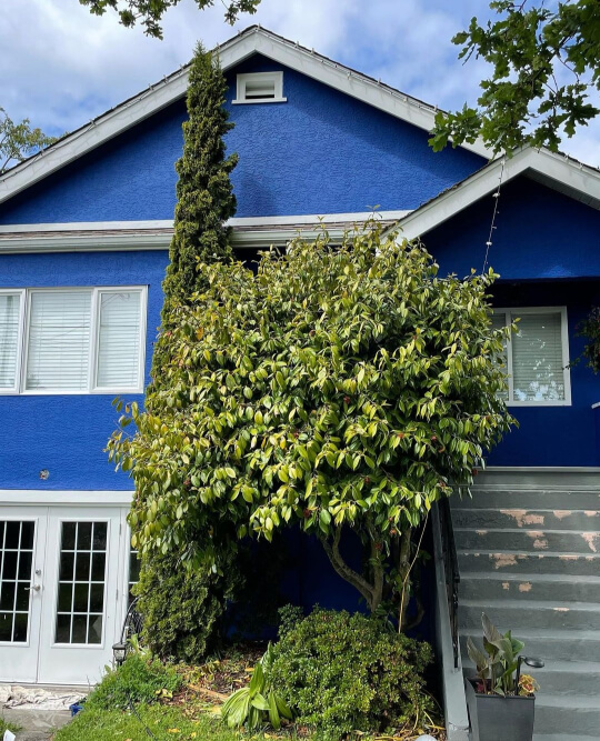 Benjamin Moore Dark Royal Blue on an exterior with gray stairs.