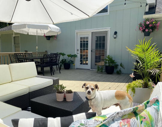 Rainwashed on an exterior wall of a patio with white-trimmed French doors, potted plants, and black outdoor furniture. A white and tan dog stands near a wicker coffee table with potted succulents, surrounded by cream-colored seating and a large white patio umbrella
