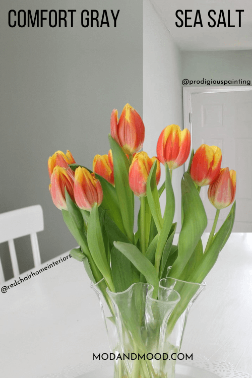 Comfort Gray on half of a wall and sea salt on the other half with a bouquet of orange tulips in front.