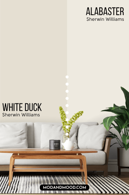 White Duck on half of a wall and Alabaster on the other half behind a white sofa.