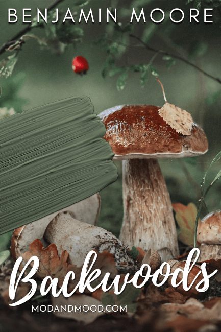 Swatch of Benjamin moore backwoods over a woodland background with mushrooms.