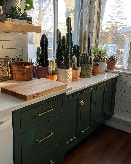 Rookwood dark green on lower cabinets in a kitchen with a big cactus collection.