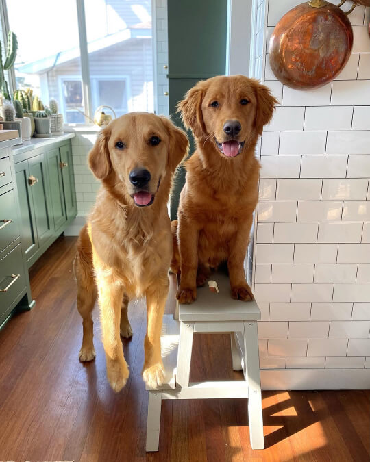 Two golden retrievers on a stool in a rookwood green kitchen.